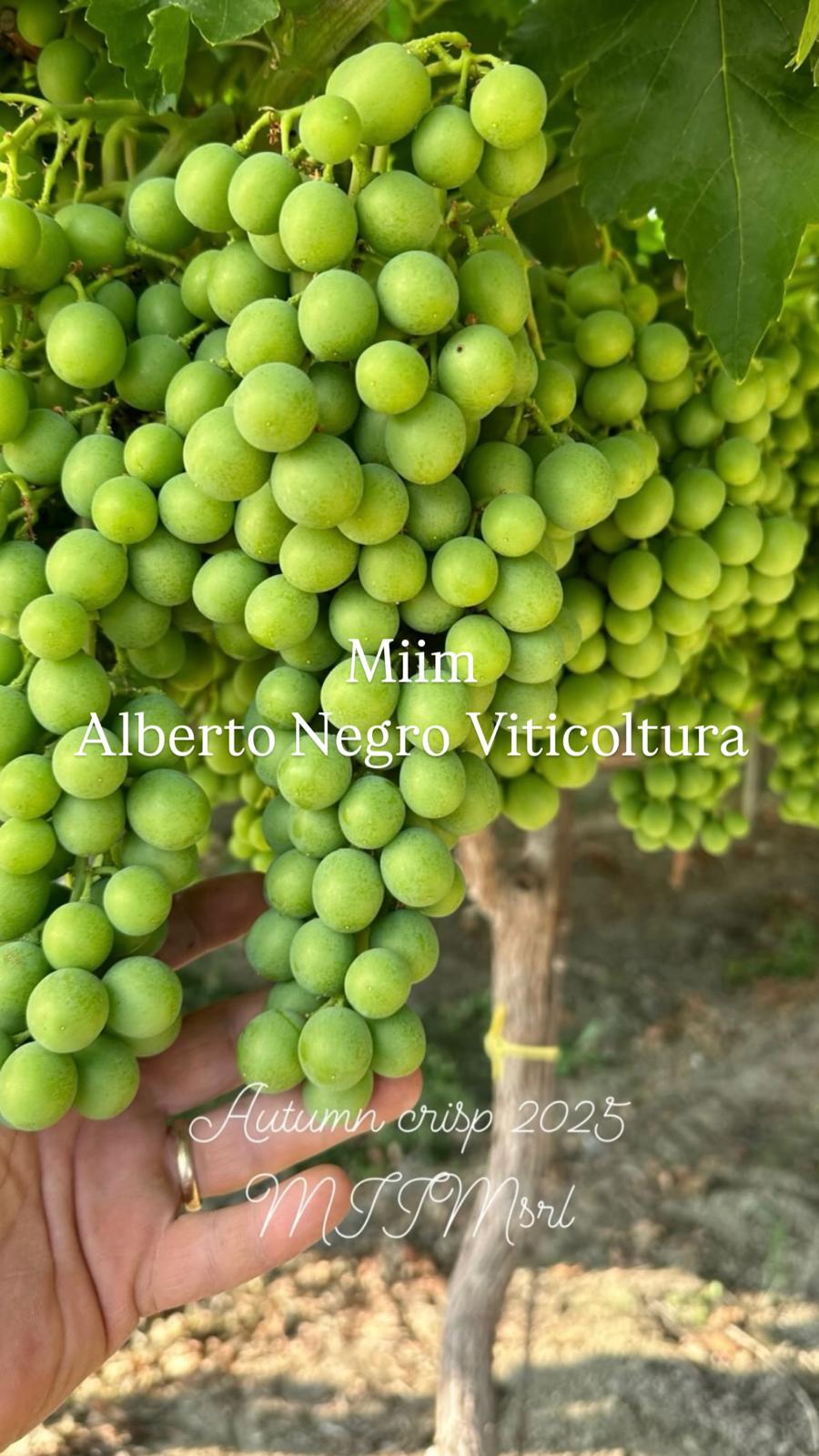Foto vivaio