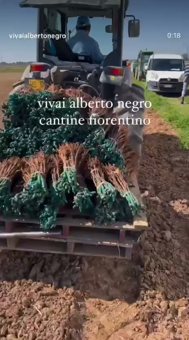 Video vivaio