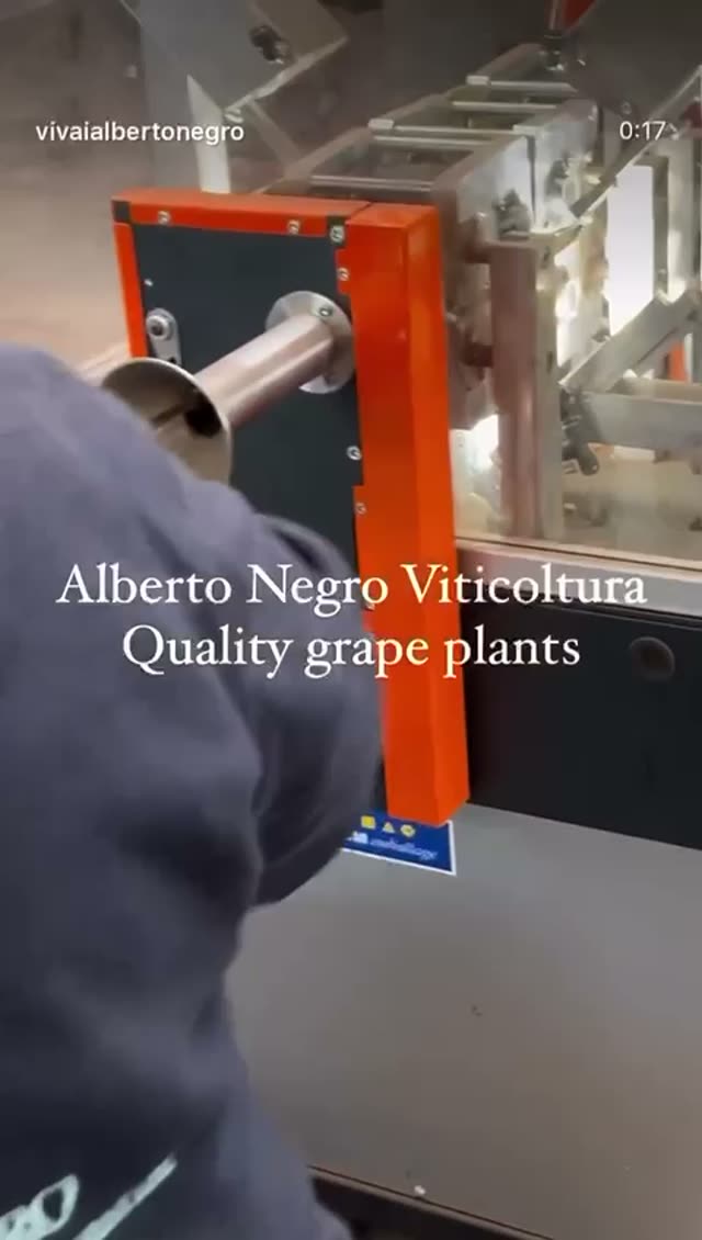 Video vivaio