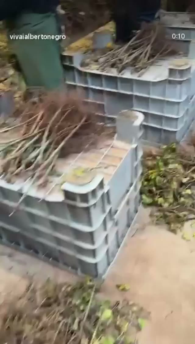 Video vivaio