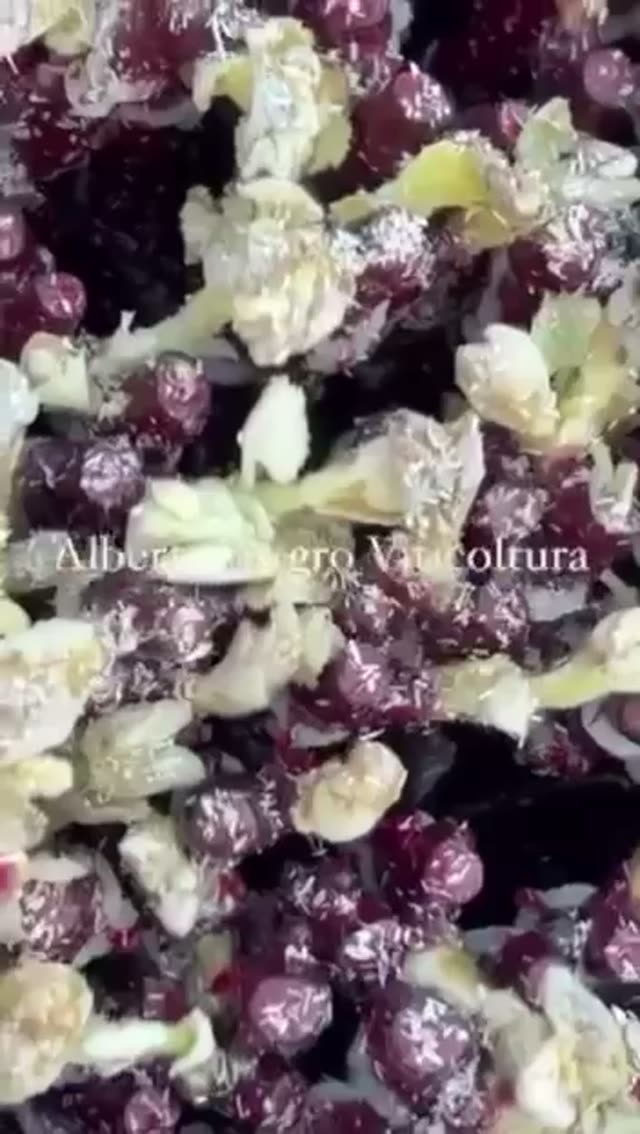 Video vivaio