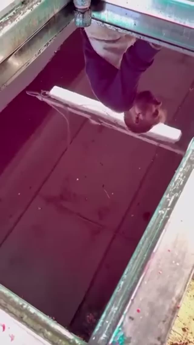 Video vivaio