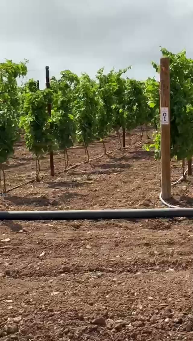 Video vivaio