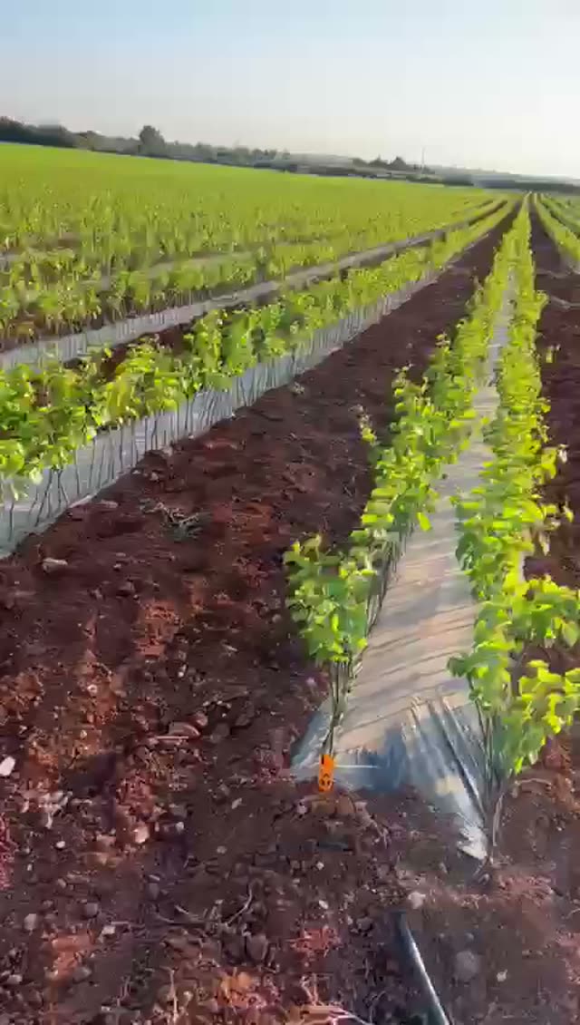 Video vivaio