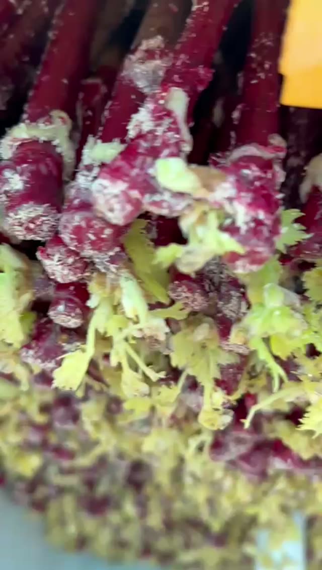Video vivaio