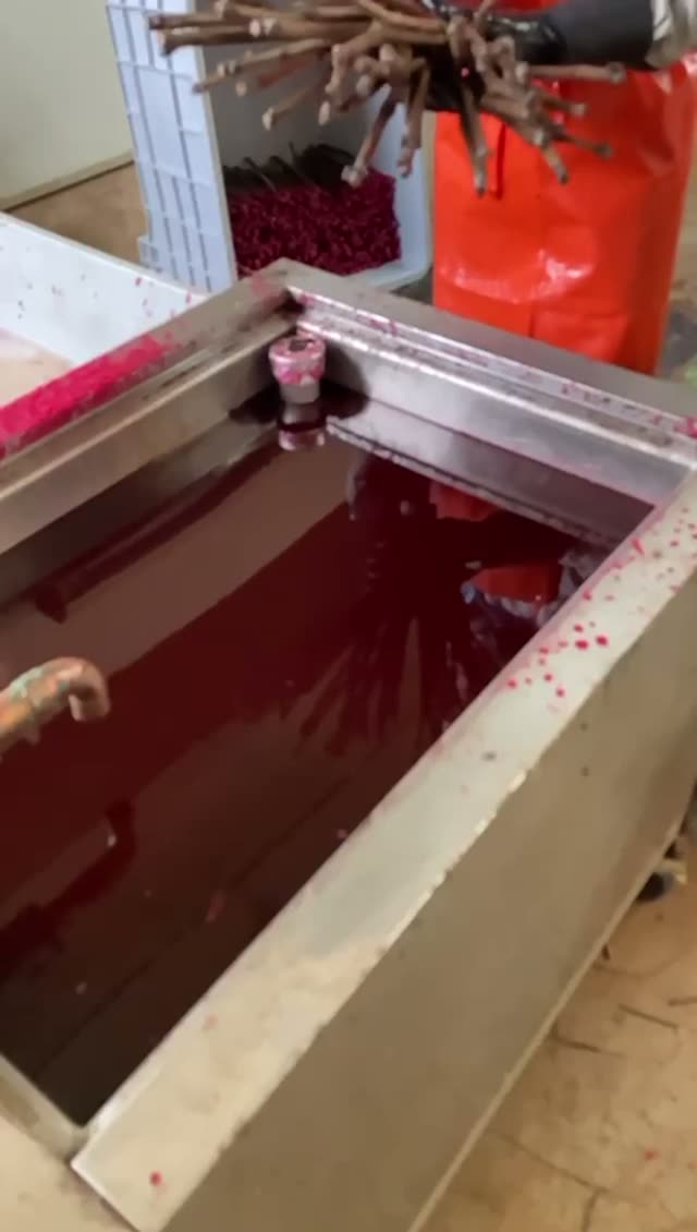 Video vivaio