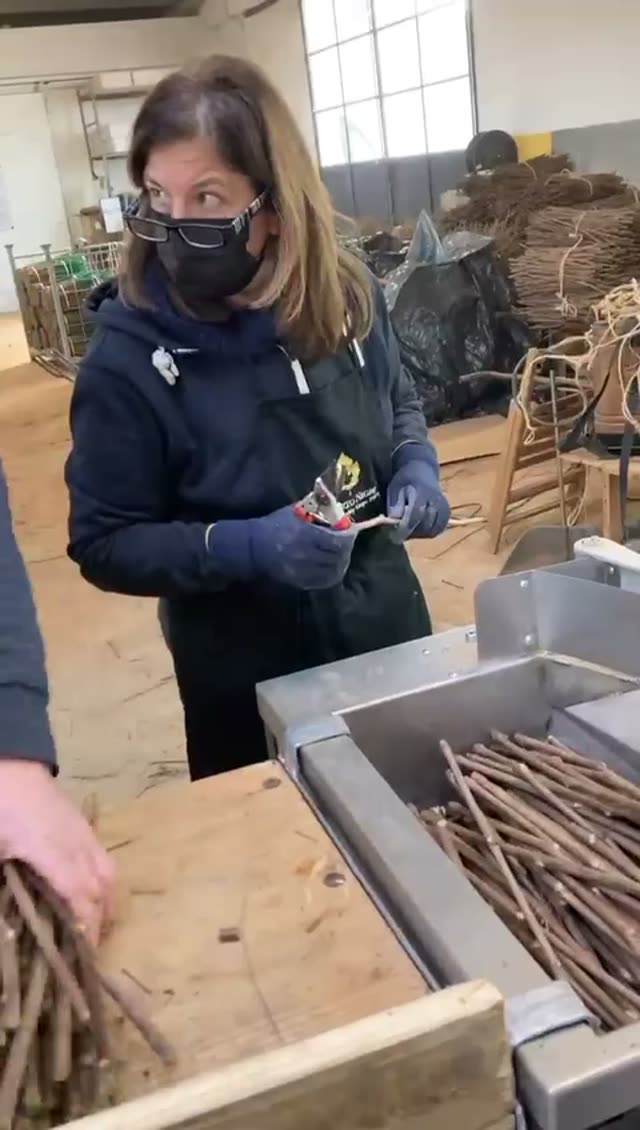 Video vivaio