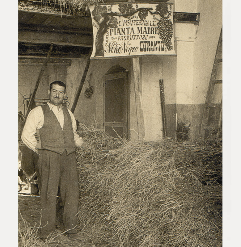 1930 — Angelo Negro fonda il vivaio